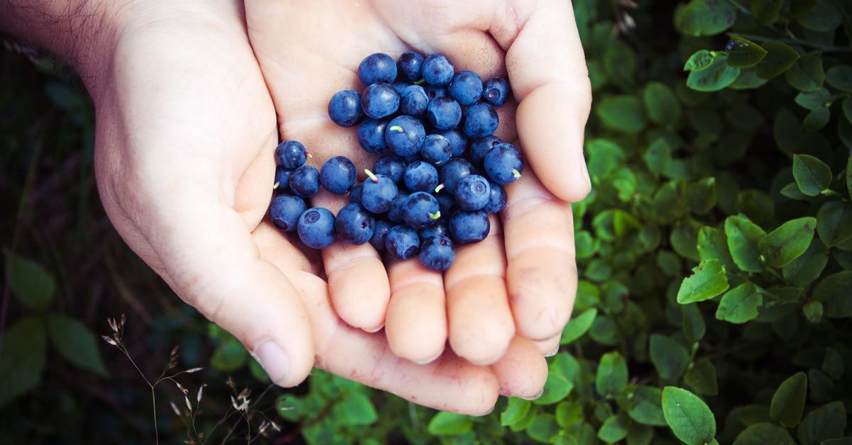 Blueberries in cupped hand